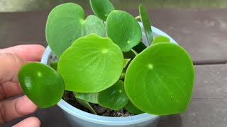 Green Thumb Delight Effortless Peperomia Polybotrya Propagation [upl. by Nyladnek95]