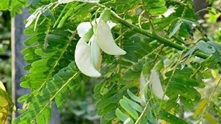 Dekho toh Yeh Kaun Sa Phool Hain Jo Kha Sakte Hain Flower Fritters eating ytviral youtube [upl. by Dal]