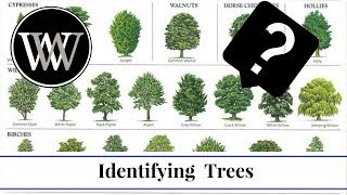 How to Identify a Tree By Leaf Bark and Fruit  Wood and Lumber Identification for Woodworking [upl. by Brigida]