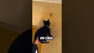 Por que você nunca deve esmagar uma aranha 😨 [upl. by Eilssel]