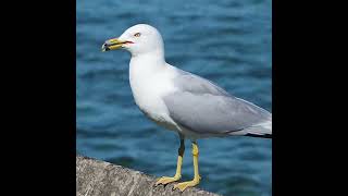 Laughing Ringbilled Gull Call  shorts [upl. by Asilej]