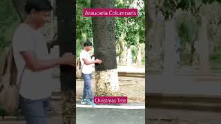 Araucaria Columnaris 🎄🎄christmastree trending shorts ytviral [upl. by Aerda]