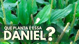 QUE PLANTA É ESSA DANIEL Trançagem [upl. by Tibbitts]