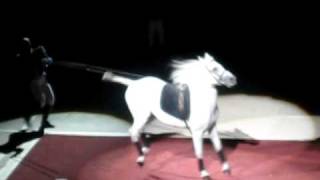 Lipizzaner StallionThe Capriole [upl. by Chaker688]