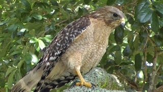 RedShouldered Hawk Calls amp Hunts FYV [upl. by Leeban108]