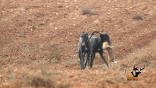 Mañana de liebres y galgos  Greyhounds vs Hares hares win [upl. by Pengelly679]