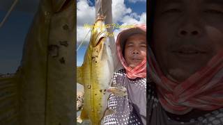 ស្ទូចបានត្រីតានេលធំណាស់ Catches very big Hemibagrus Filamentus Fish cambodia fishingholiday [upl. by Lleryd317]