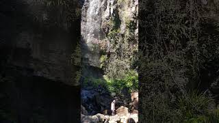 Springbrook National Park waterfall australia explorethebeautyofnature [upl. by Ungley277]