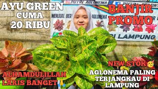 HARGA TURUN LAGI  OBRAL AGLONEMA MURAH COCOK BUAT PEMULA [upl. by Annuhsal554]