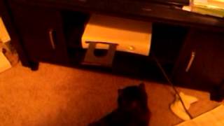 Cat attacks Xbox 360 [upl. by Alletsirhc772]