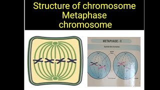 Metaphase chromosome  st of chromosome  Msc Botany neet tgt pgt  medical entrance [upl. by Yna62]