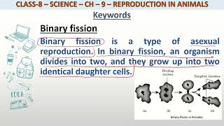 Definition of Binary fission for class 8 science [upl. by Dat]