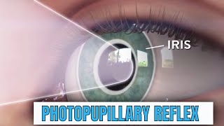 What is Pupillary Light Reflex or PLR [upl. by Pruchno891]