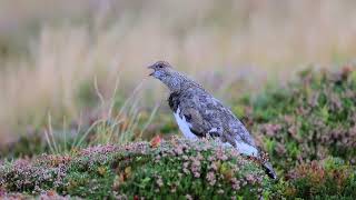 Rock ptarmigan calling [upl. by Narrat]