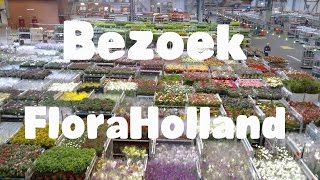 Bezoek bij bloemenveiling FloraHolland Naaldwijk [upl. by Annaigroeg]