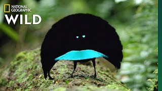 Rare Footage of New Bird of Paradise Species Shows Odd Courtship Dance  Nat Geo Wild [upl. by Abernathy]