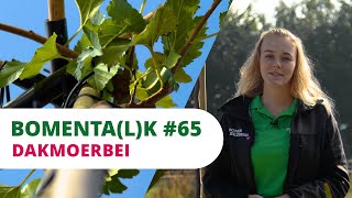 BOMENTALK 65  Dakmoerbei [upl. by Yrellih]