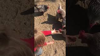 Feeding Chickens Grub Terra Black Soldier Fly Larvae [upl. by Karli511]