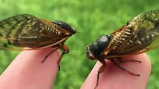 Sounds of the 17 Year Cicada [upl. by Tait484]