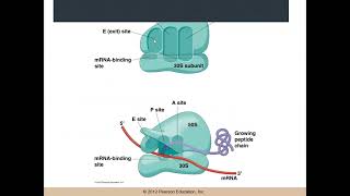 Molecular biology chapter 22 1 [upl. by Ahrens]