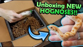 Unboxing New Hognose Snakes new morph projects [upl. by Anawaj]