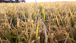 All About Australian Rice Full Video [upl. by Ollehto]