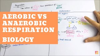 Biology  Aerobic vs Anaerobic Respiration [upl. by Aipmylo]