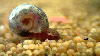 Macrography Freshwater Snails  Planorbarius corneus Planorbella duryi [upl. by Ilzel]