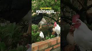 Los pollos criollos y libres son pollos felices [upl. by Yroffej]