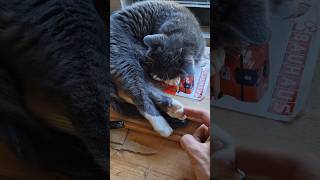 Waking up my blind and deaf cat compilation cat [upl. by Harwin744]