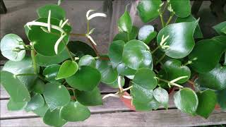 Peperomia polybotrya [upl. by Nilyahs]