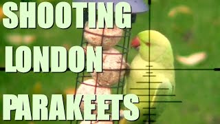 Shooting Parakeets in London [upl. by Batista]