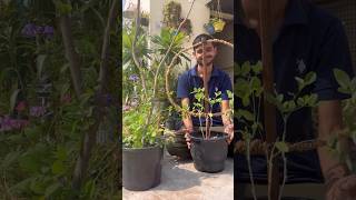 DIy Aprajita trellis flowers grow youtube shorts [upl. by Korwin513]