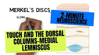 2Minute Neuroscience Touch and the Dorsal ColumnsMedial Lemniscus [upl. by Gaskin]