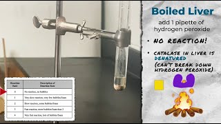 Catalase Reactions Measuring Enzymatic Rates [upl. by Caresse294]