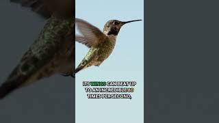 🐦 The Amazing Flying Abilities of Hummingbirds Backward Flight and Wing Speed [upl. by Irual654]