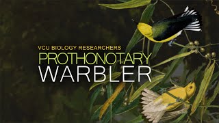 VCU Biology Researchers  The Prothonotary Warbler [upl. by Eirak]