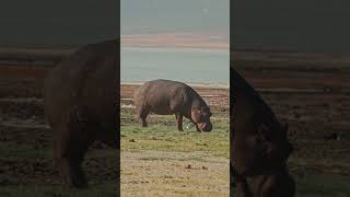 Hippos At Ngorongoro Crater [upl. by Justinn377]