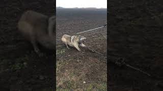 Timber Wolf released NW Minnesota [upl. by Zailer]