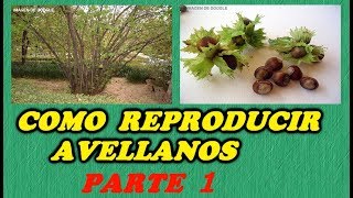 CÓMO GERMINAR AVELLANAS  1ª PARTE  Todo Huerta y Jardín [upl. by Bennink224]