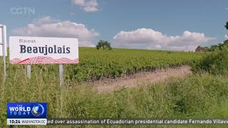 How French vineyards are dealing with climate change [upl. by Eiramyllek]