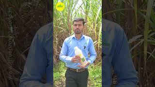 Sugarcane Special NPK Consortia  Bio Fertilizer for Sugarcane  ऊस स्पेशल [upl. by Thorin494]