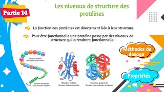 Biochimie  Structure des protéines  Partie 1414 [upl. by Llenyaj]