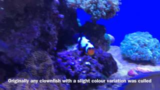 Bobby the Black ice Clownfish Amphiprion Ocellaris [upl. by Yahska]