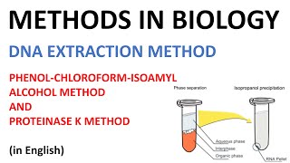 DNA extraction methods  Phenol Cholorofom Isoamyl Alcohol method and Proteinase K method English [upl. by Kcirdnekal]