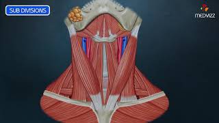 Anterior Triangle of Neck Animated Video [upl. by Orrocos]