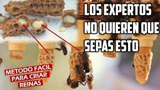 APRENDE sobre las abejas TODO sobre la abejaLA ABEJA para niñosCONOCE a la abeja POLINIZACIÓN [upl. by O'Donnell429]