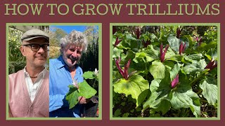 How to grow Trilliums these delightful woodland plants just need PATIENCE [upl. by Lawry]