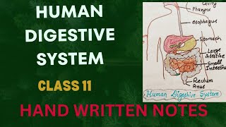 Human Digestive System l NCERT Deleted Chapter l Class 11 l Why Important l Written Notes l Lec2 [upl. by Tarrance]