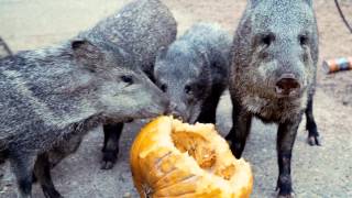 Javelinas Ate My Pumpkin [upl. by Brom]